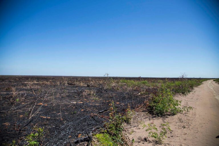 Desmatada e queimada no estado do Piauí