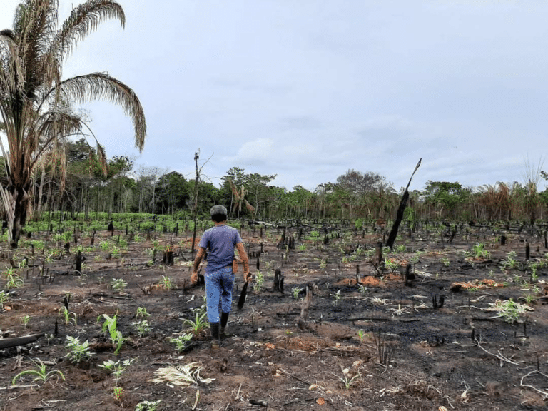 Roça recém-plantada na área queimada de forma controlada pelo povo apinajé. Fotografia: Antônio da Conceição Veríssimo
