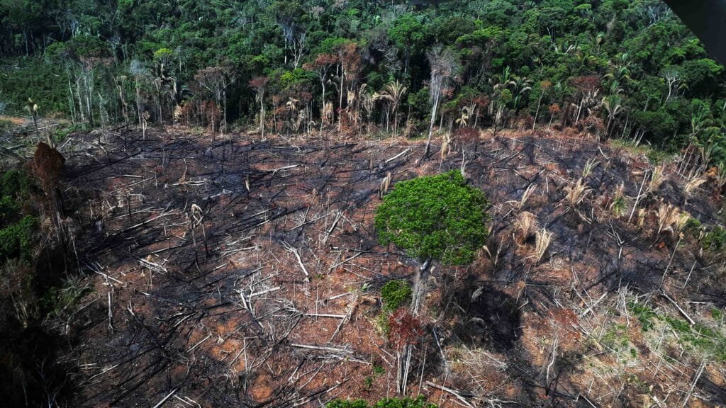 Destruição da TI Karipuna. Foto: Laura Vicuña- Conselho Indigenista Missionário (CIMI) Regional Rondônia