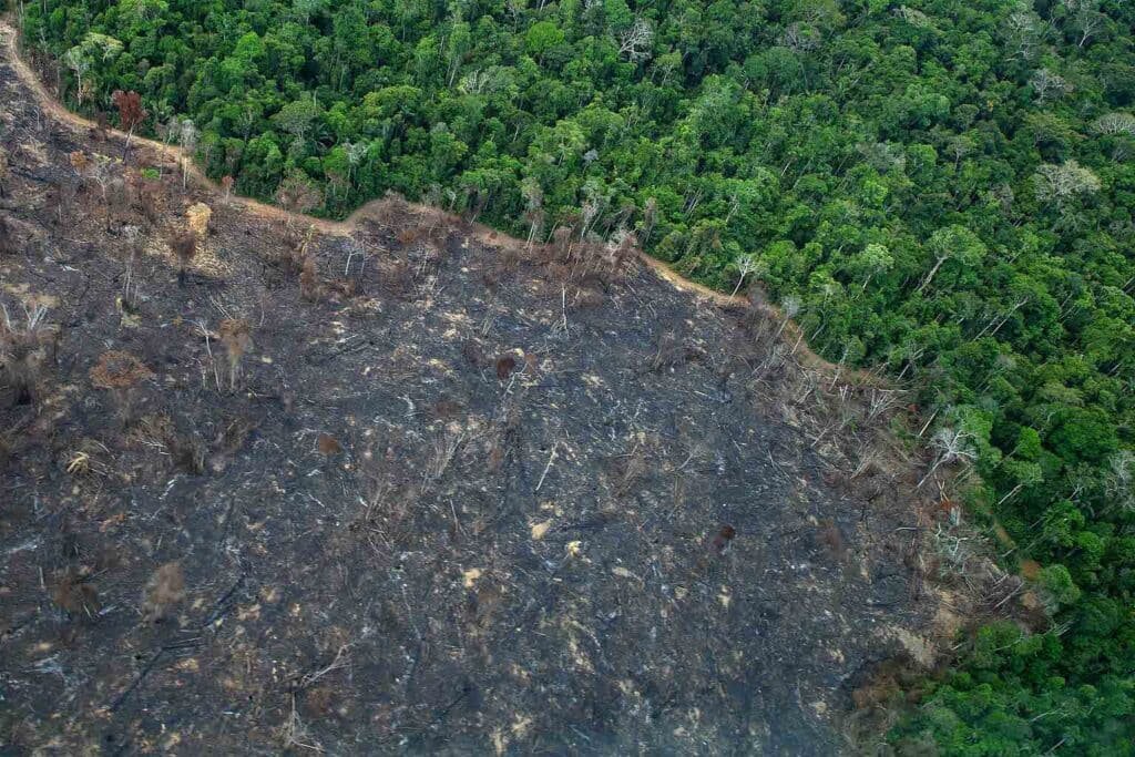 Desmatamento na Terra Indígena Karipuna, Setembro de 2021. Foto: Christian Braga/Greenpeace